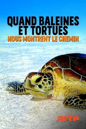 Télécharger Quand baleines et tortues nous montrent le chemin ou regarder en streaming Torrent magnet 