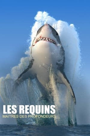 Image Les requins, maîtres des profondeurs