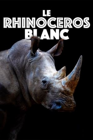 Image Le rhinocéros blanc