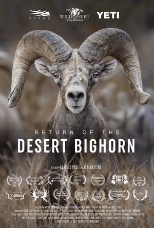 Return of the Desert Bighorn 2018