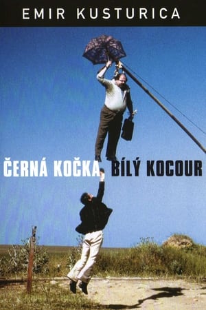 Černá kočka, bílý kocour 1998