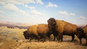 مشاهدة الوثائقي Yellowstone 2020