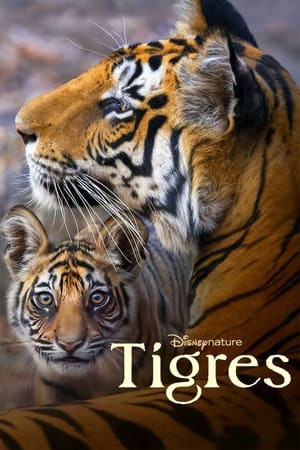 Poster Tiger 2024