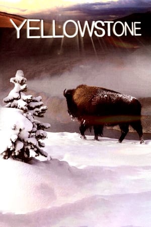 Poster Yellowstone 2009