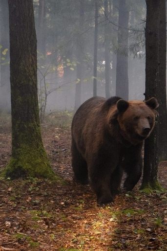 My Father is a Bear