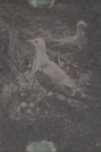 孤島の楽園, 上