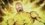 Episode Thumbnail