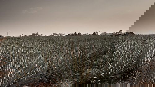 Agave: The Spirit of a Nation