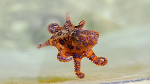 Australia's Deadliest