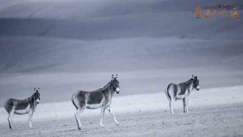 The Hidden Land: Back To No Man's Land In Northern Tibet