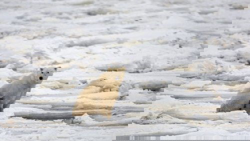 Oasis Arctique