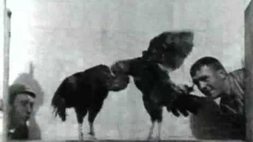Cock Fight, No. 2