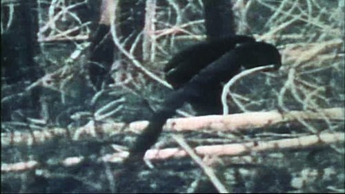 The Legend of Bigfoot