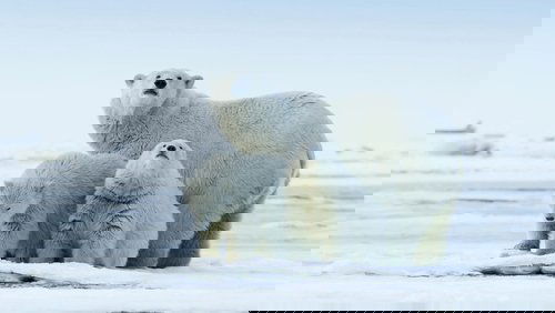 The Arctic: Our Last Great Wilderness