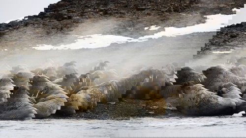 Siberia's Wild Year