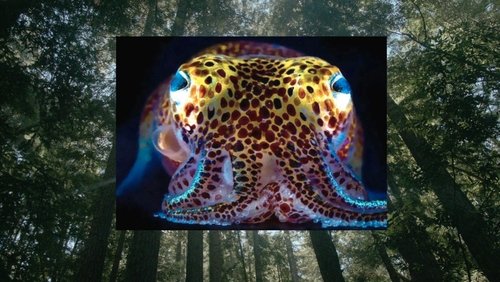 Donna Haraway: Story Telling for Earthly Survival