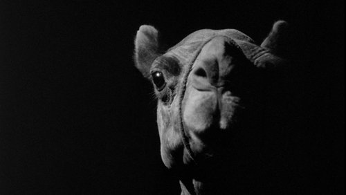 A Camel