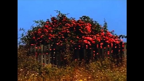 Untitled #9: Nor All Flowers of Foul