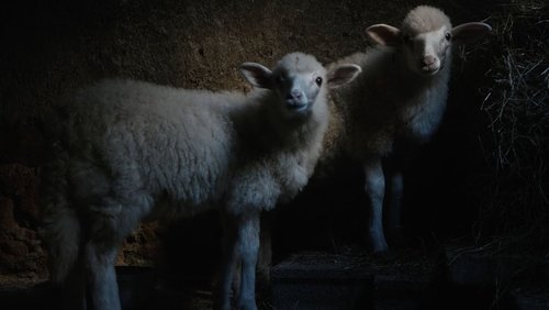 Agnus Dei