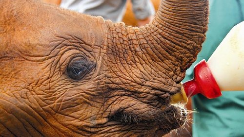 Ingenious Animals