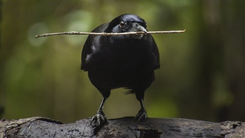 Beak & Brain - Genius Birds from Down Under