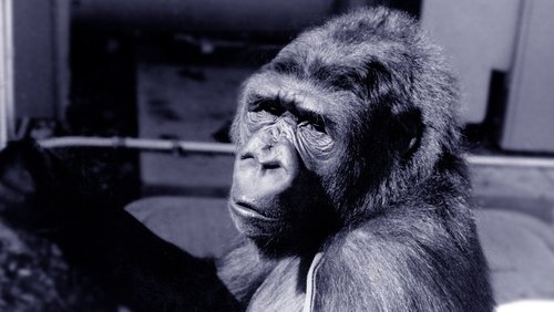 Koko: A Talking Gorilla