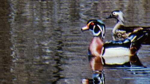 Water Birds