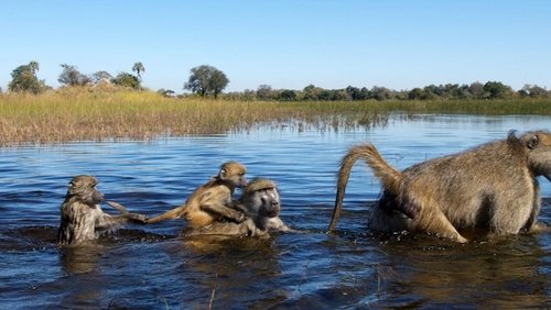 Démocraties animales