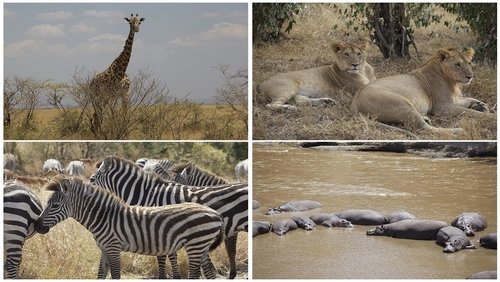 Safari: Africa