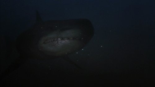 Shark Hunter