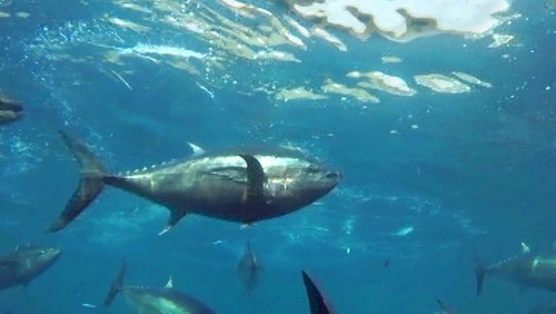 Cultivating the Seas: History and Future of the Full-Cycle Cultured Kindai Tuna