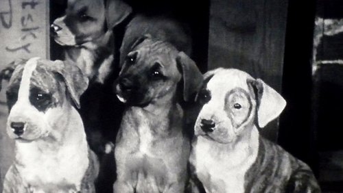 Pups Is Pups