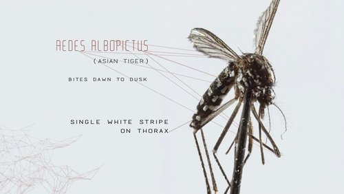 Mosquito