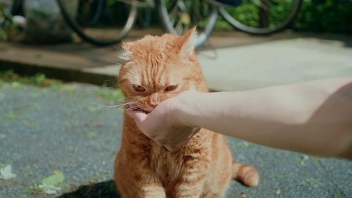 Some Love Begins with Mistaken Identity