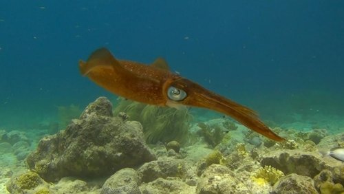 Amazing Ocean 3D
