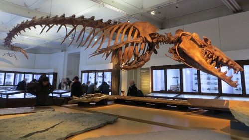 Basilosaurus, la baleine carnivore