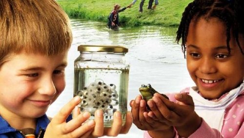 Frogs & Toads