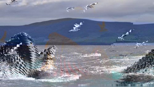 Wild Ireland: The Edge of the World