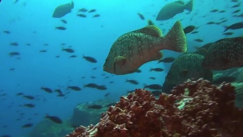 Ocean Predators