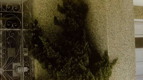 Arbor Vitae