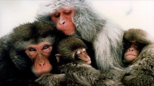 The Monkey Folk