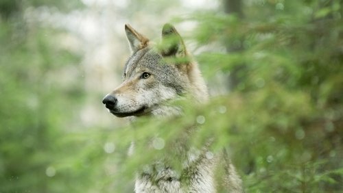 Wolf: Wanderer Without Borders