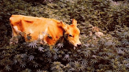 Forbidden Grass