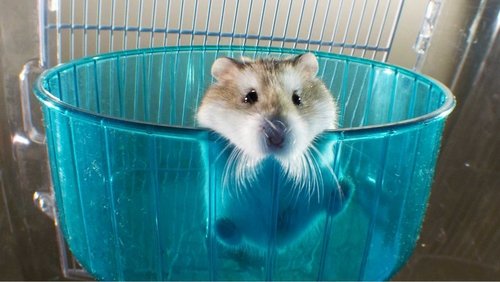 Pets: Wild at Heart
