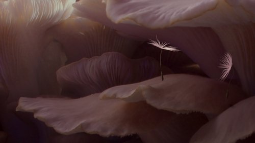 Dandelion's Odyssey
