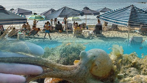 Der Strand: Tierisches aus dem Ferienparadies
