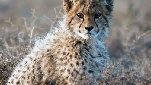 Cheetahs United