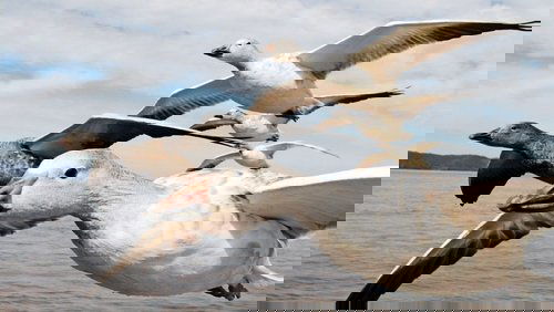 Earthflight