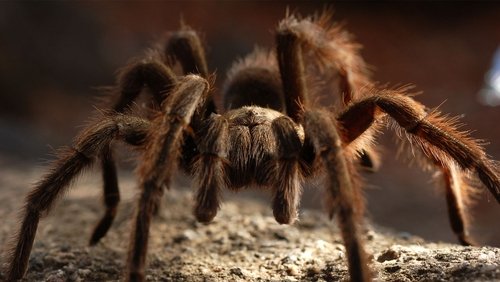 72 Dangerous Animals: Australia