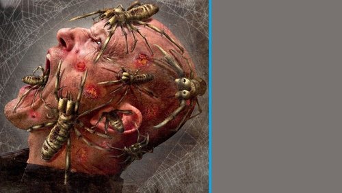 Camel Spiders